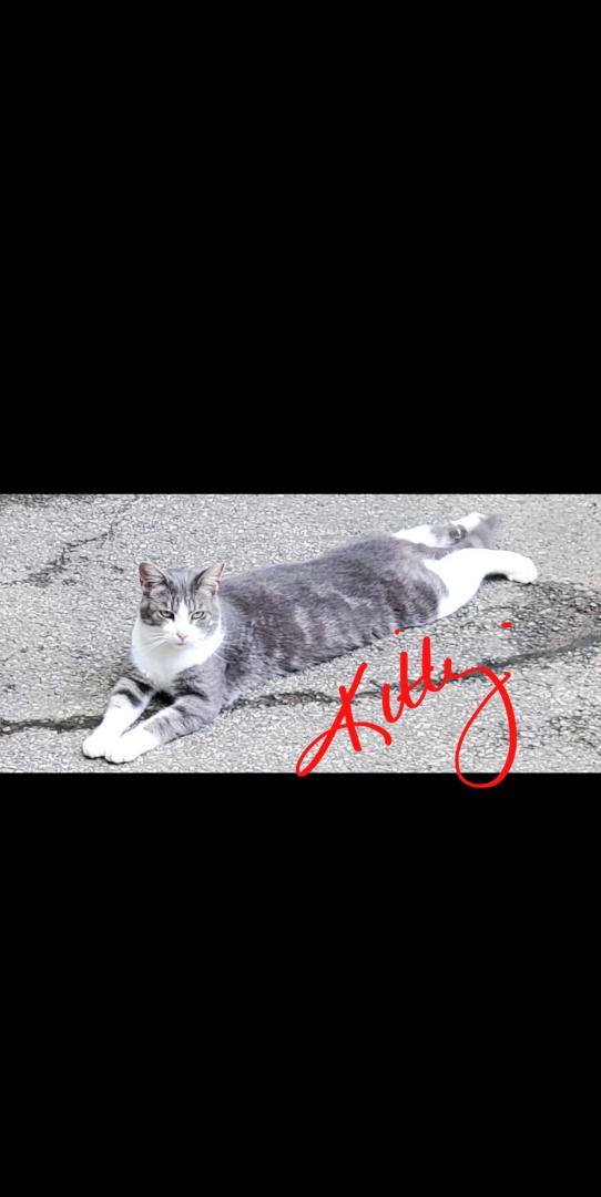Image of KittyKittyComeHere, Lost Cat