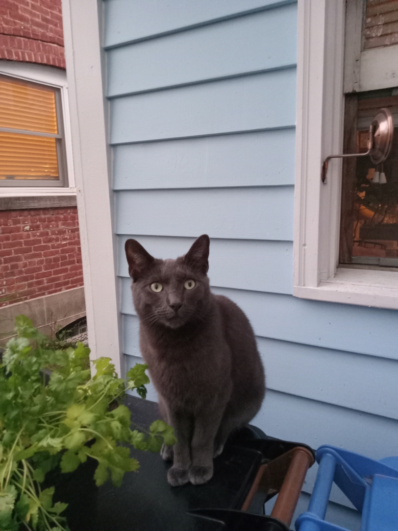 Image of Baloo, Lost Cat
