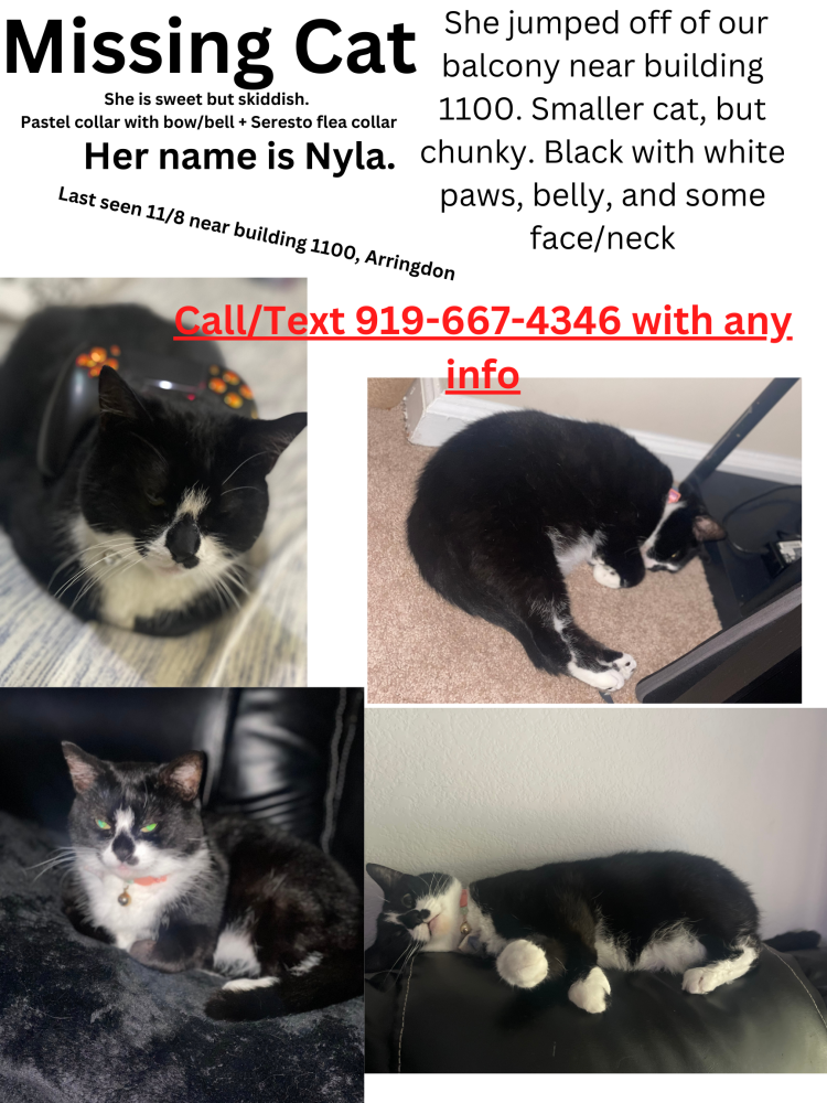 Image of Nyla, Lost Cat