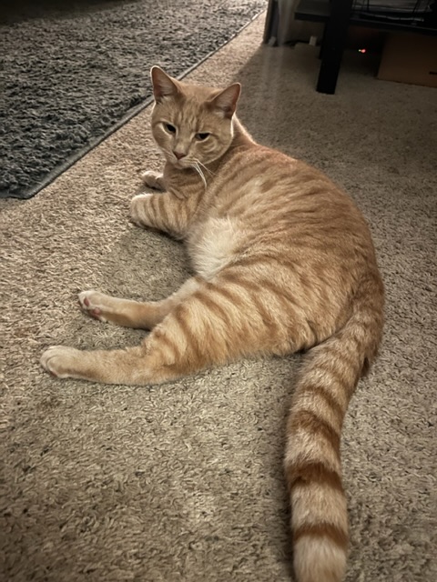 Image of Theodore, Lost Cat