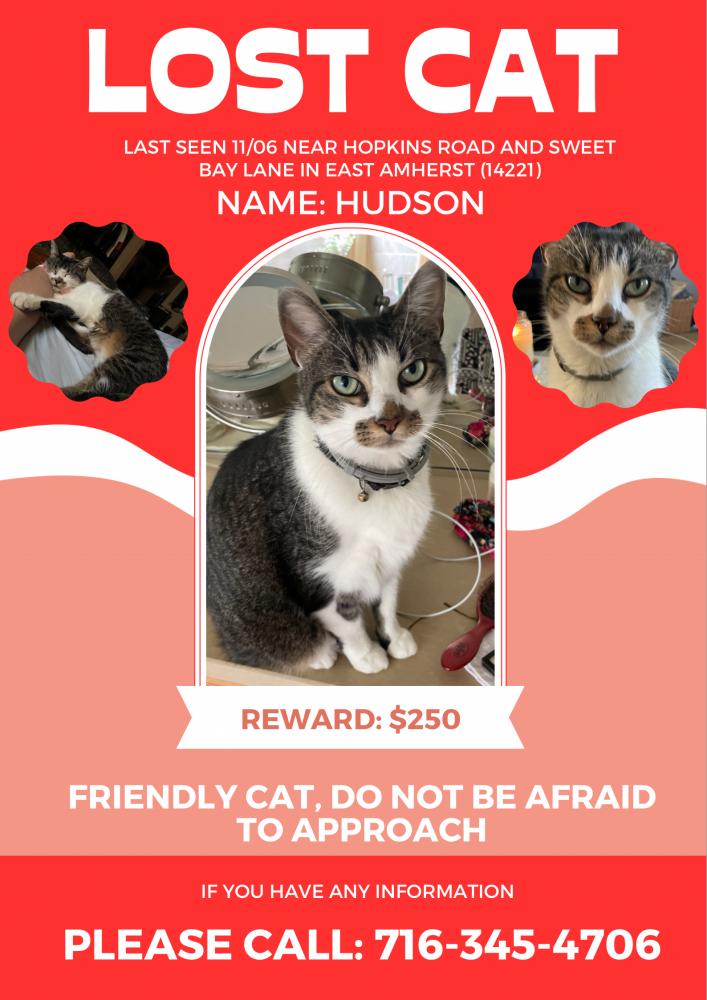 Image of Hudson, Lost Cat