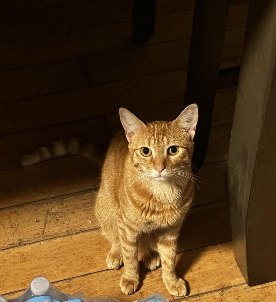 Image of Kitana, Lost Cat