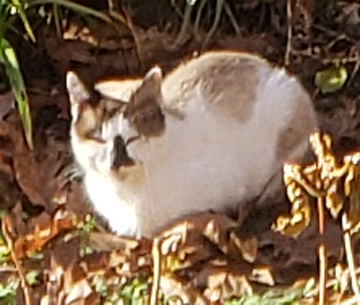 Image of unknown stray Nov12,, Found Cat