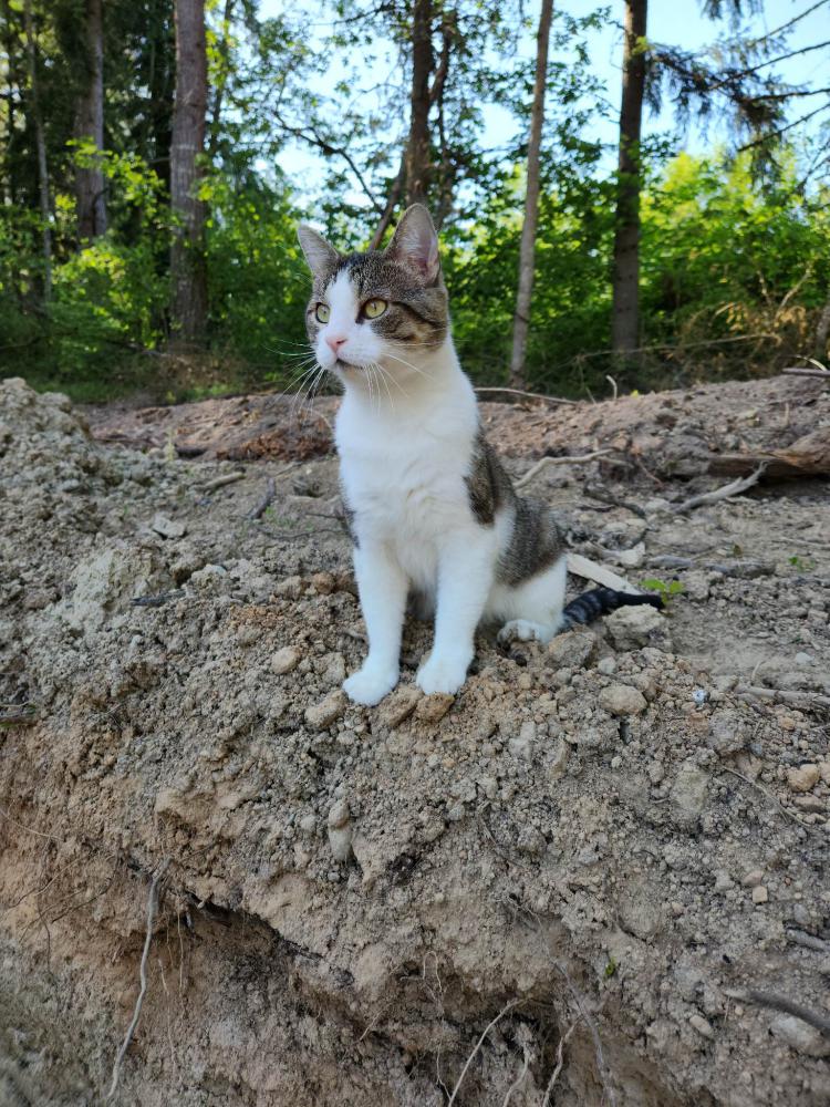 Image of Zoot (aka Straymond), Lost Cat