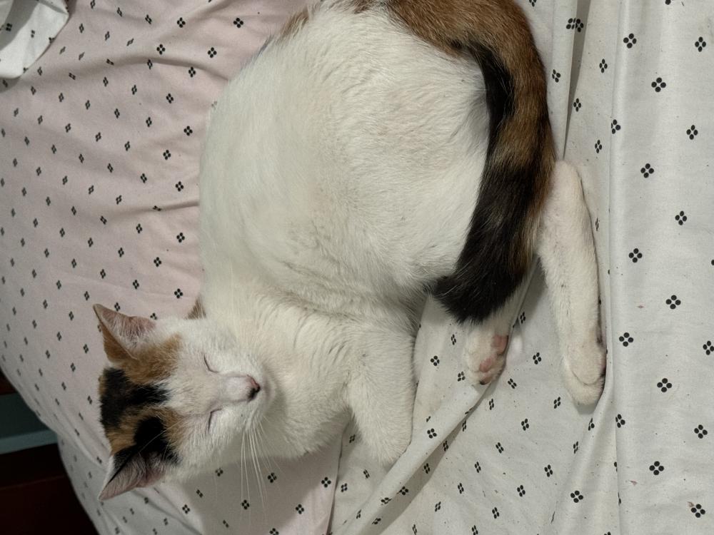 Image of Mimi, Lost Cat
