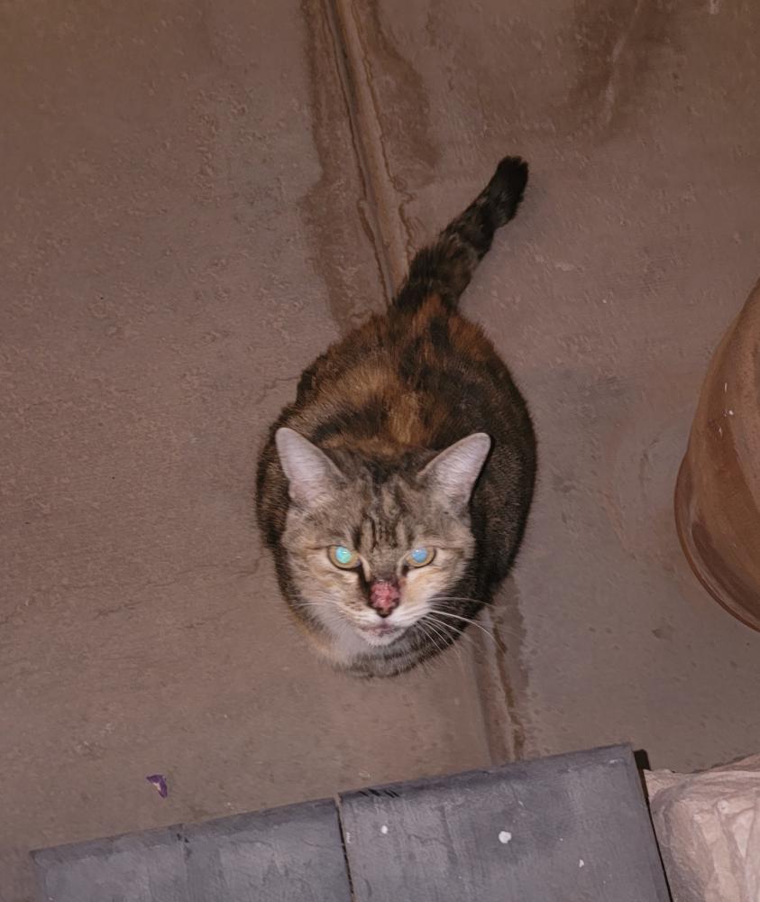 Image of Whiskey possibly, Found Cat