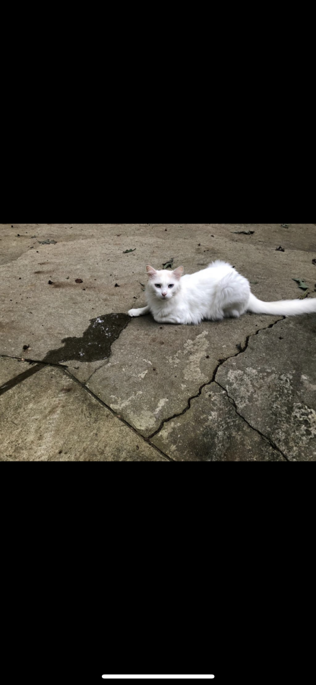 Image of Chief, Lost Cat