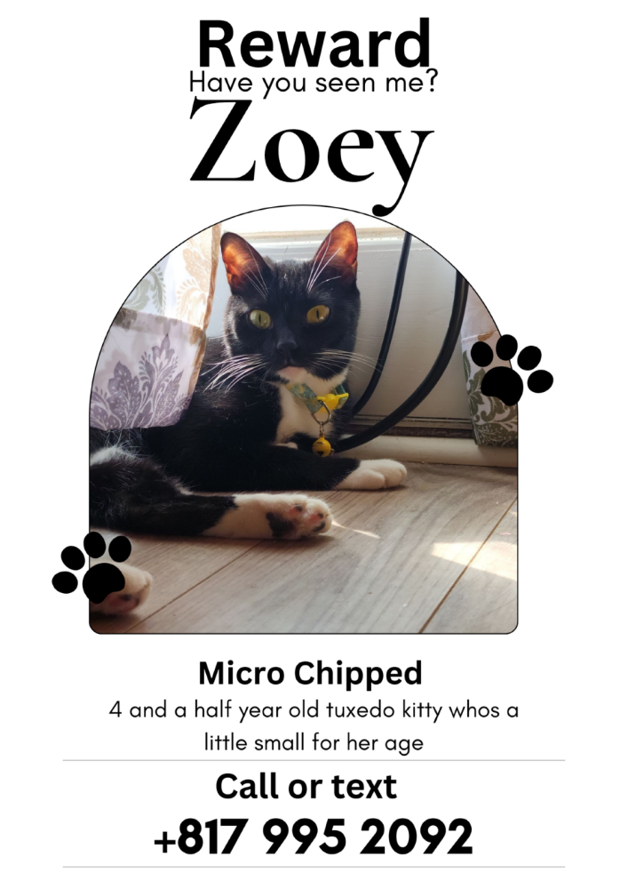 Image of Zoey, Lost Cat