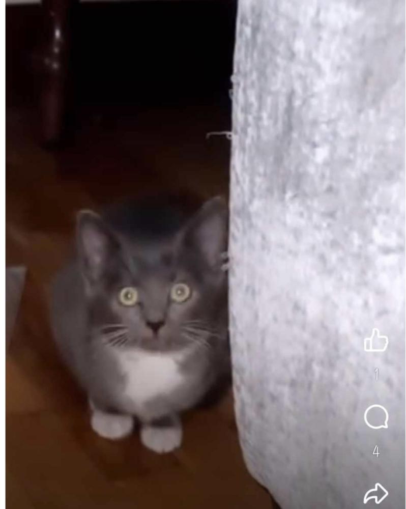 Image of no name, Found Cat