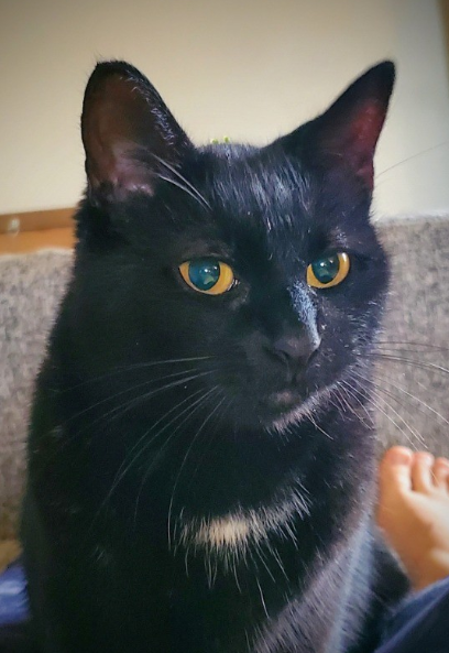 Image of Timmie, Lost Cat