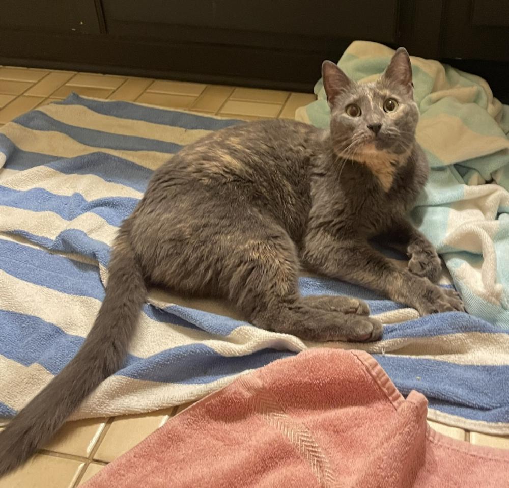 Image of Diluted Tortie, Found Cat