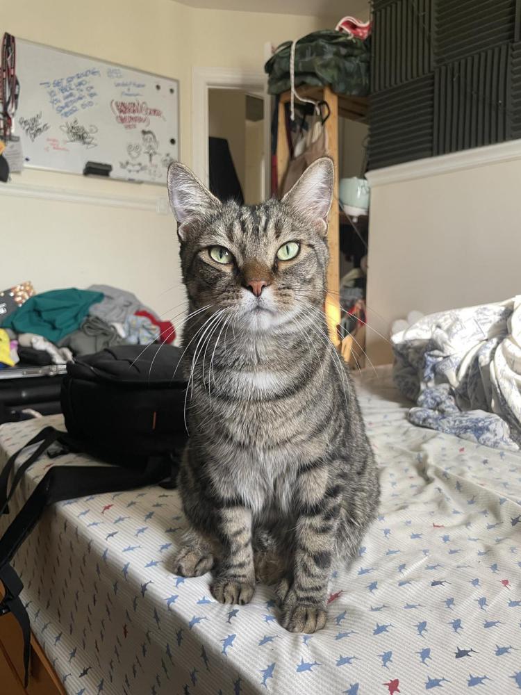 Image of Clyde, Lost Cat