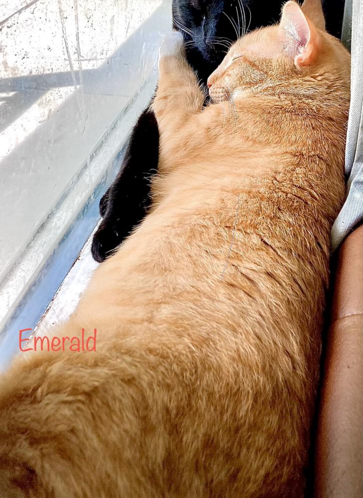 Image of Emerald, Lost Cat