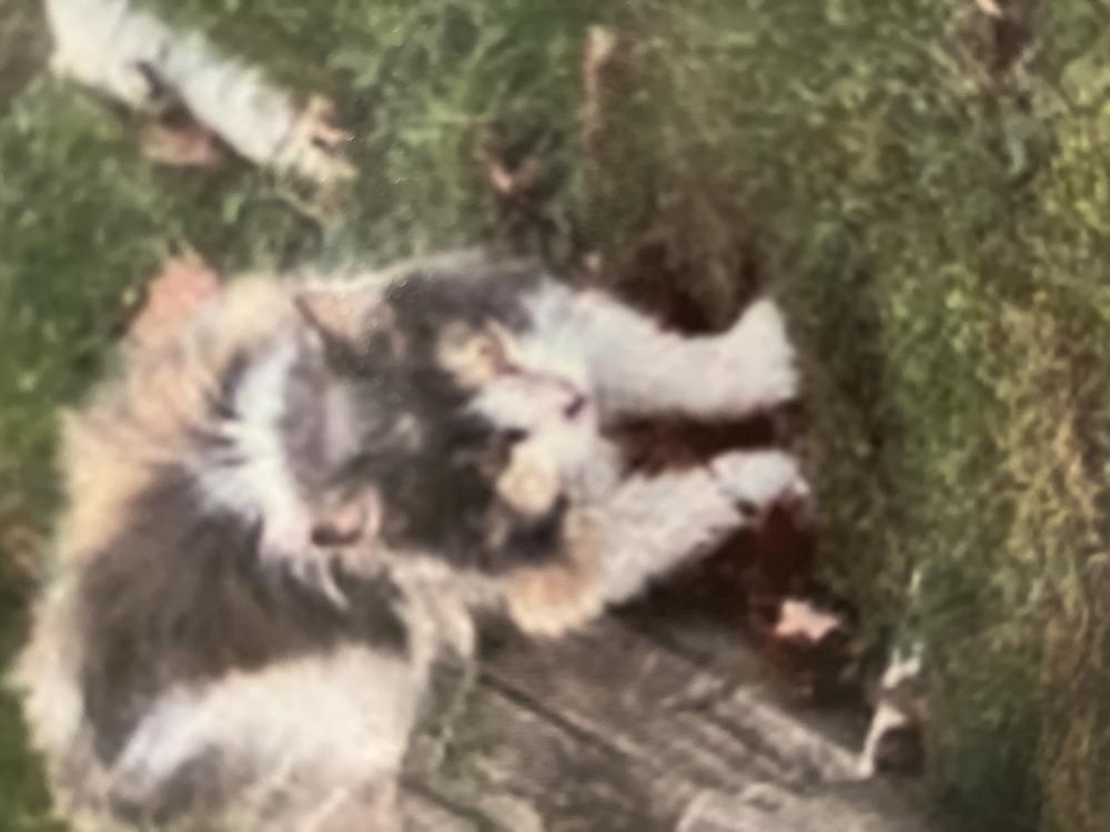 Image of “Mama Kitty, Lost Cat