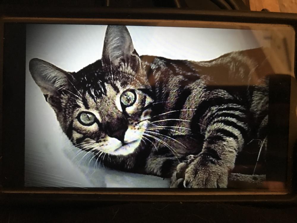 Image of PASKAL, Lost Cat