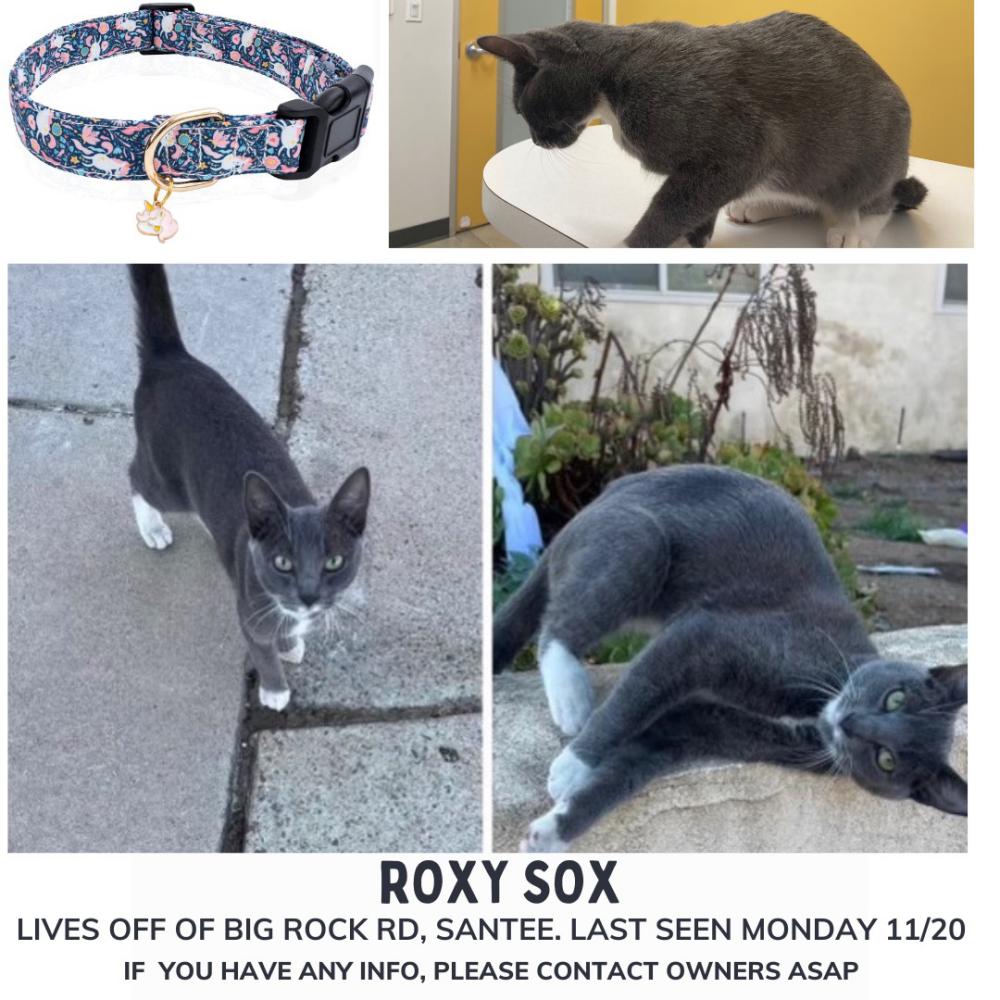 Image of Roxy Sox, Lost Cat