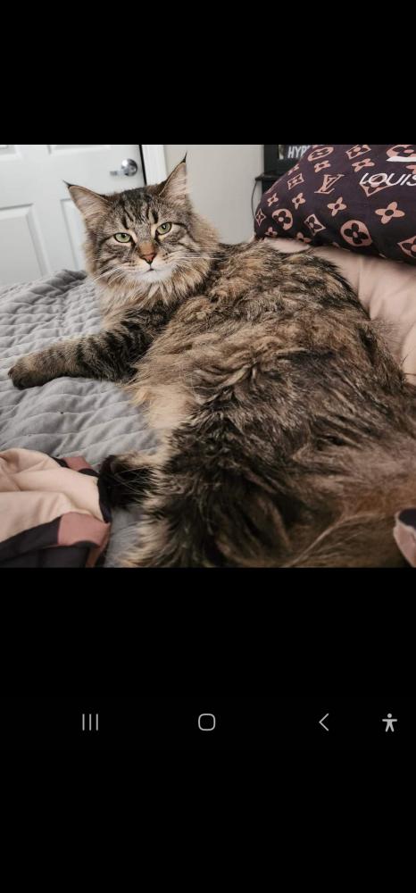 Image of Bubs, Lost Cat