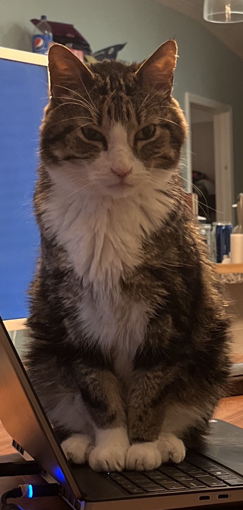 Image of Artie, Lost Cat