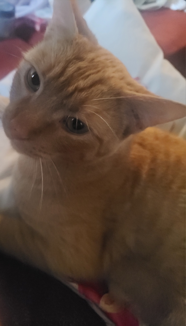 Image of Marmalade, Lost Cat
