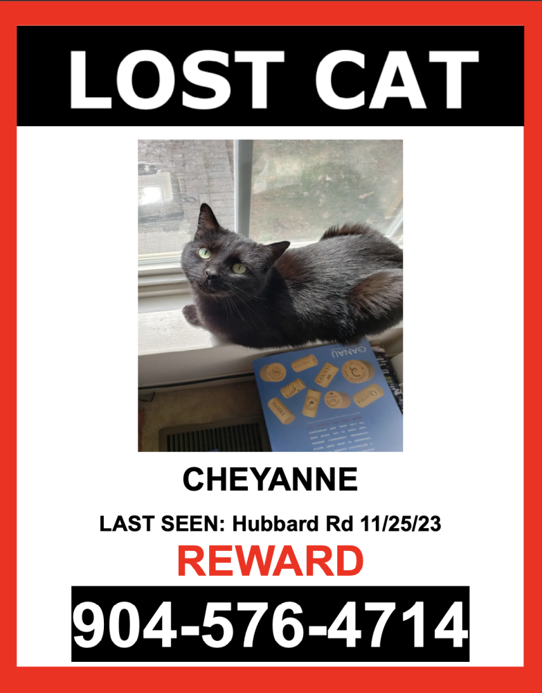Image of Cheyanne, Lost Cat