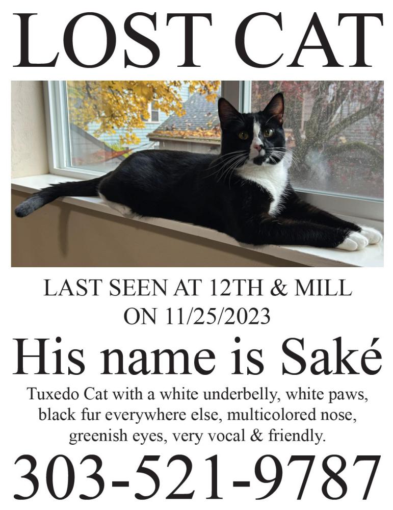 Image of Saké, Lost Cat
