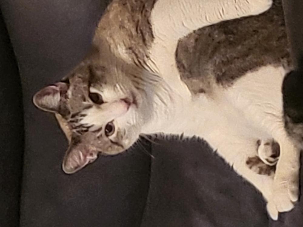 Image of Fatso, Lost Cat