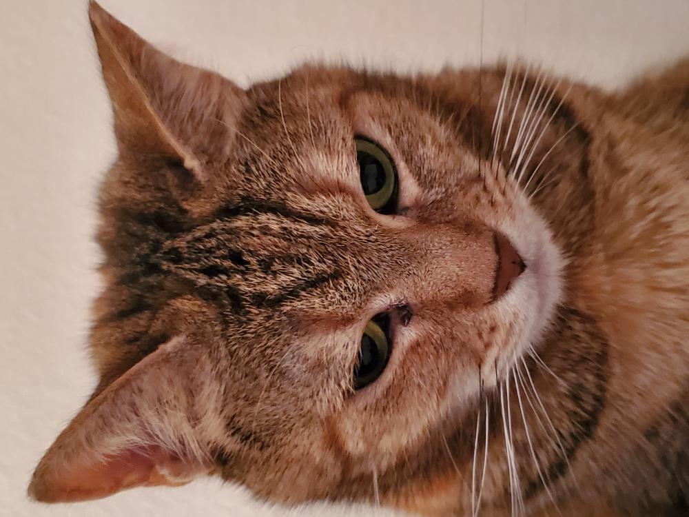Image of Peridot, Lost Cat
