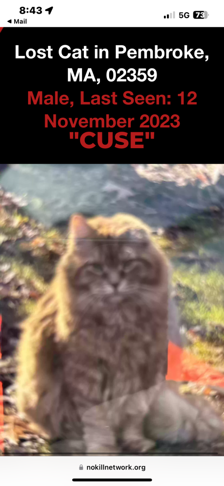 Image of Cuse, Lost Cat