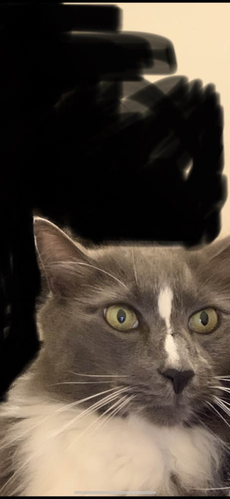 Image of Zoro, Lost Cat