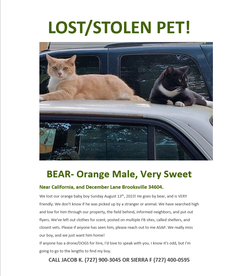 Image of Bear, Lost Cat