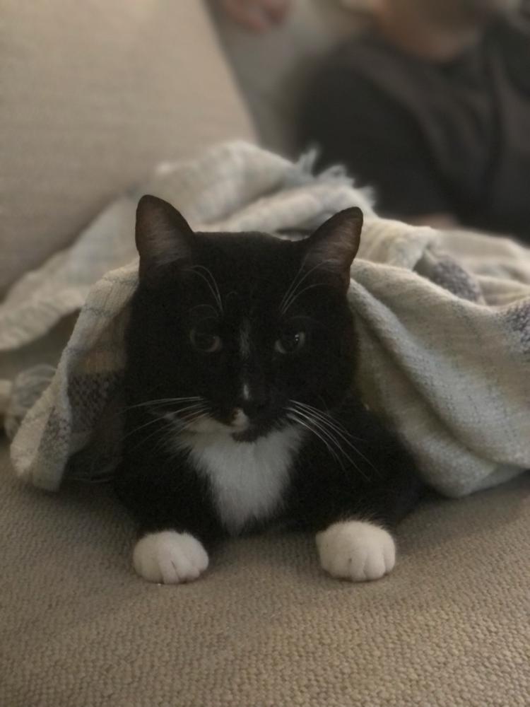 Image of Omar, Lost Cat