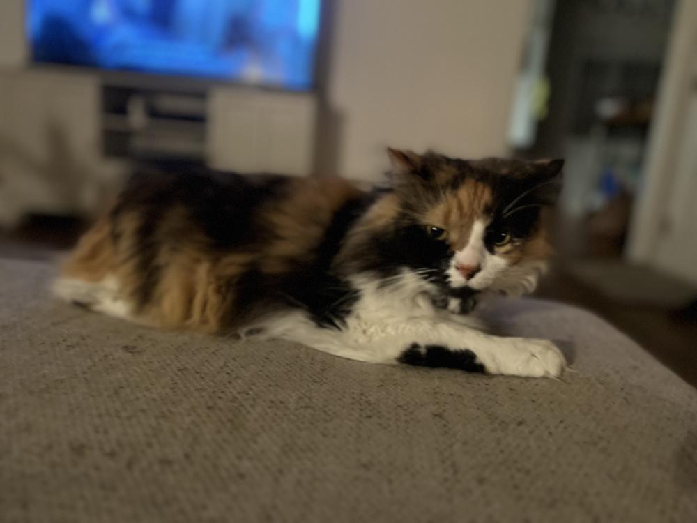 Image of Elphie, Lost Cat