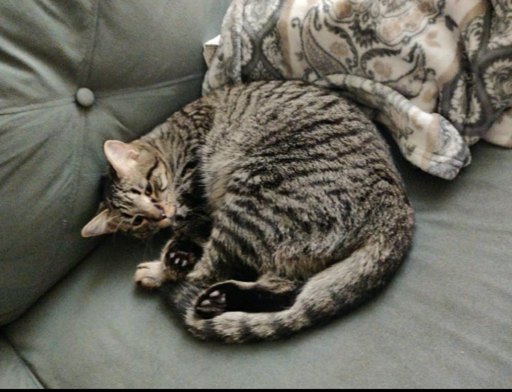 Image of MILO ( MARIO ), Lost Cat