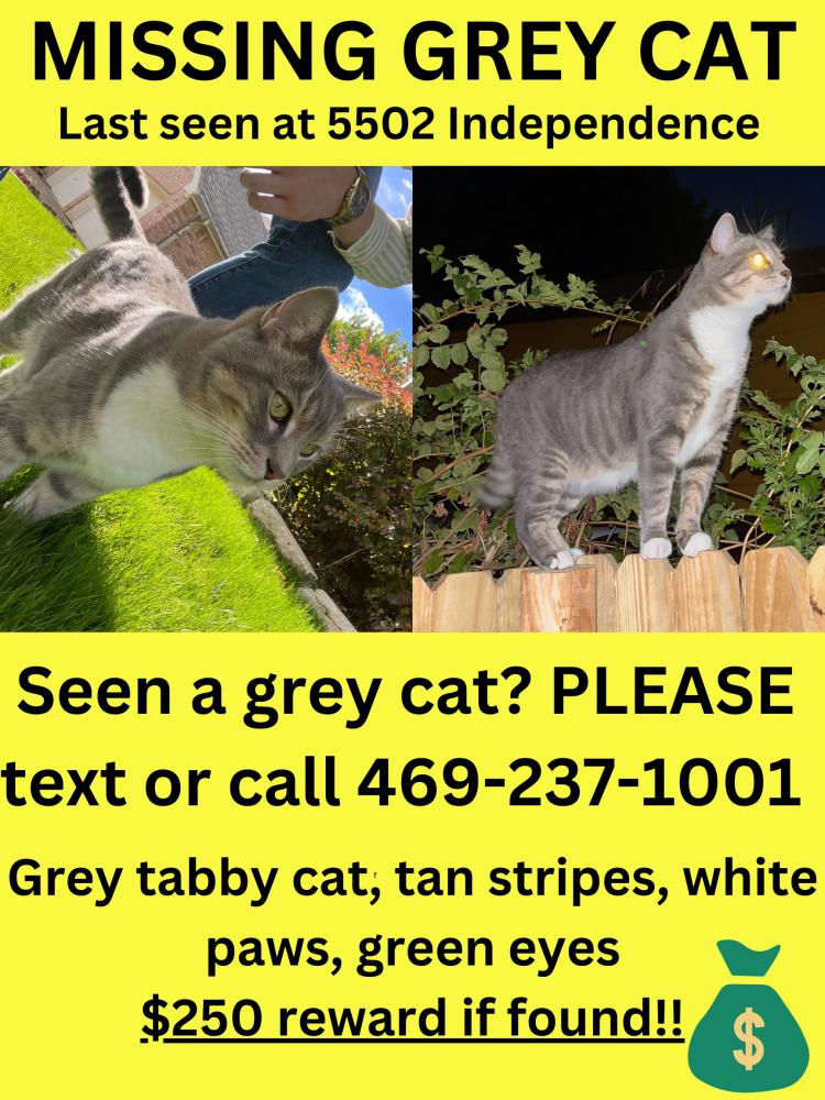 Image of Ash, Lost Cat
