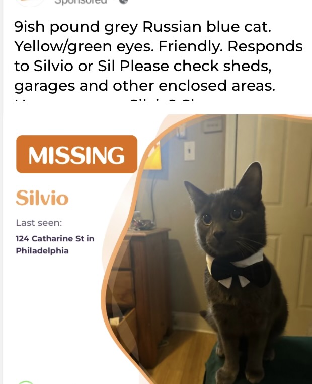Image of Silvio, Lost Cat