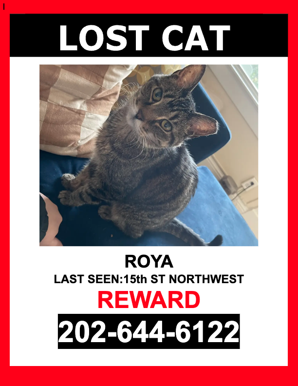 Image of Roya, Lost Cat
