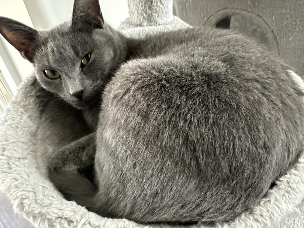 Image of Oomi, Lost Cat