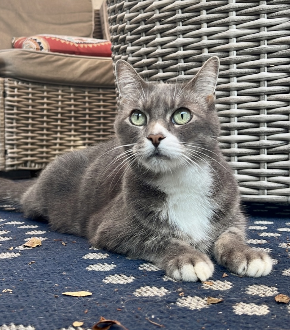Image of Bernardo, Lost Cat