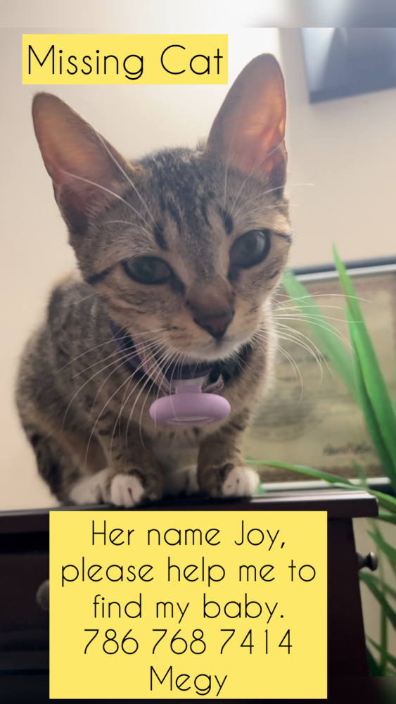 Image of Joy, Lost Cat