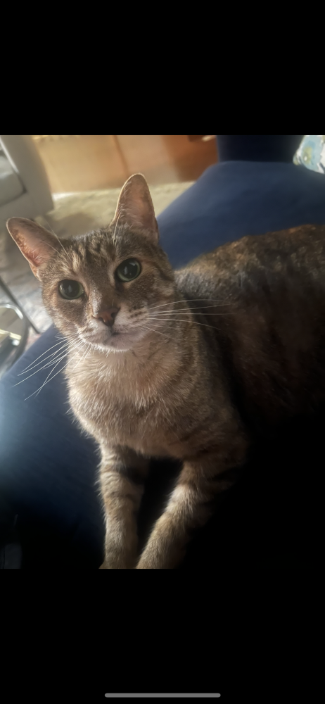 Image of Jessie, Lost Cat