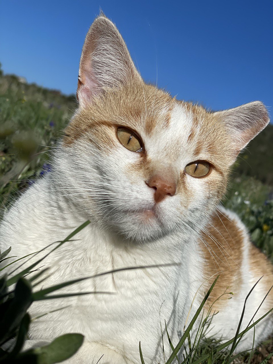 Image of Chapa, Lost Cat
