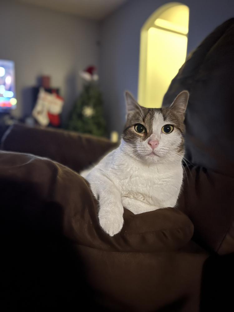 Image of Ruth Bader Ginspurr, Lost Cat