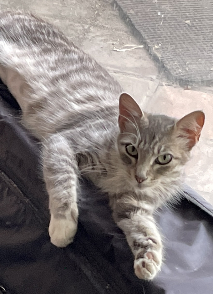 Image of Abby, Lost Cat