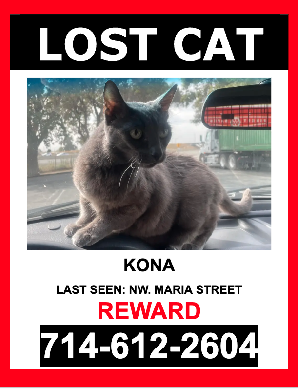 Image of Kona, Lost Cat
