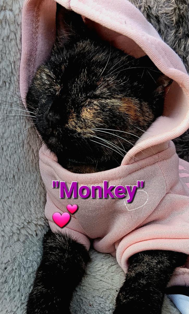 Image of .Monkey, Lost Cat
