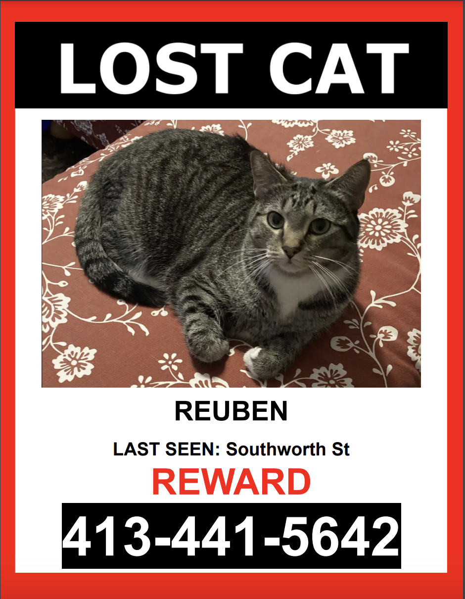 Image of Reuben, Lost Cat