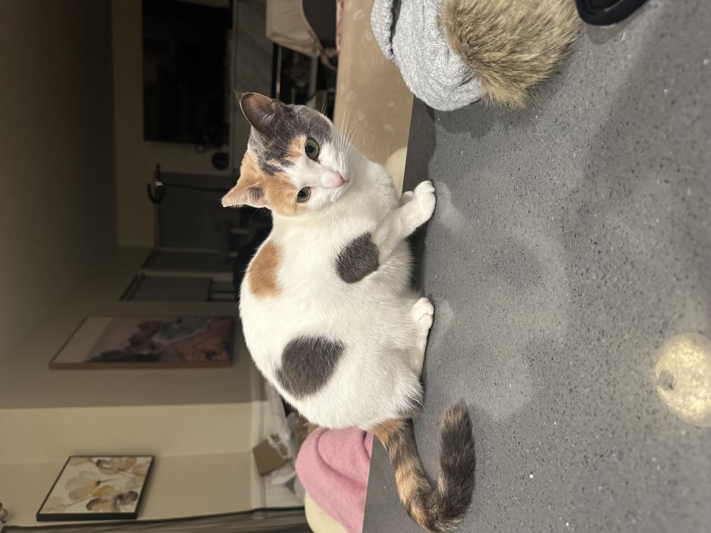Image of Momo, Lost Cat