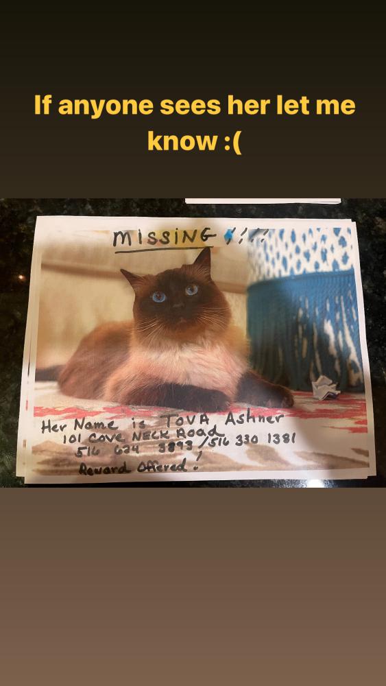 Image of Tovah, Lost Cat