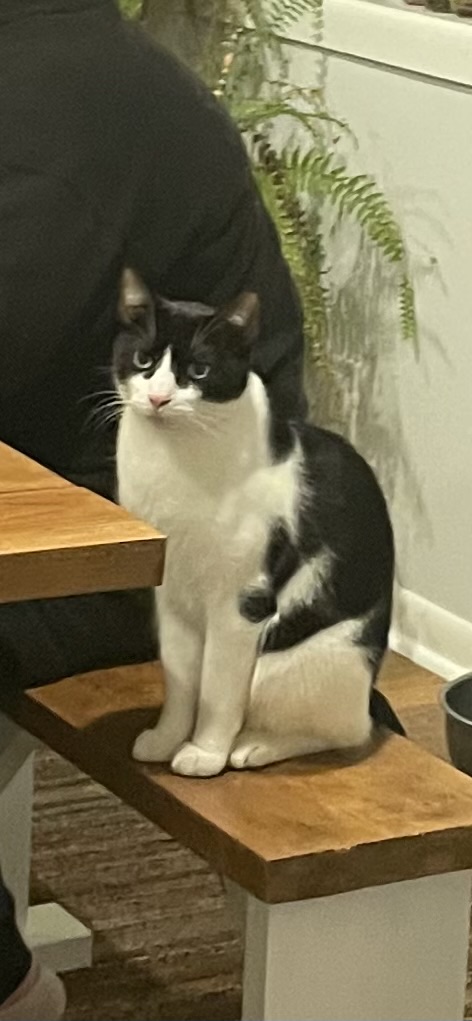 Image of Arbiter, Lost Cat