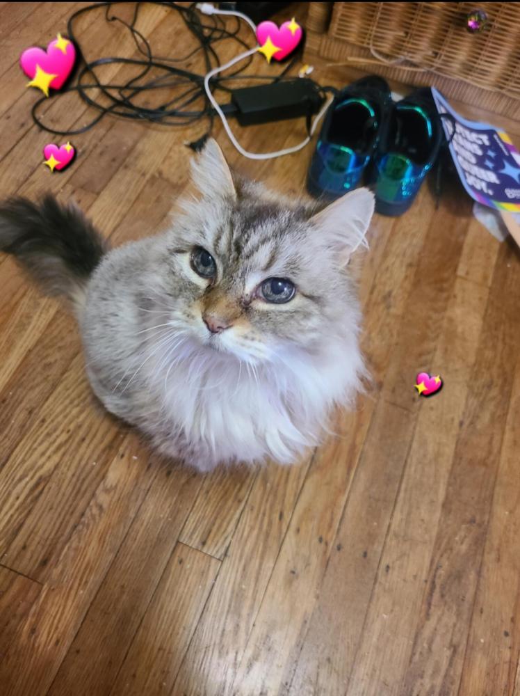 Image of Sophie, Lost Cat